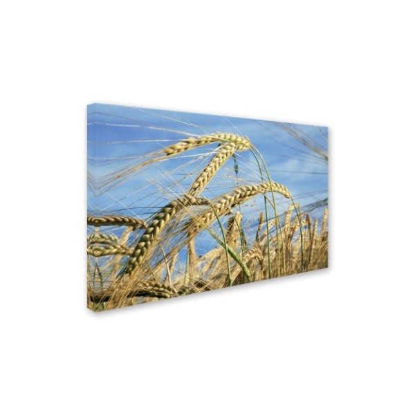 Robert Harding Picture Library 'Tall Plants' Canvas Art,16x24